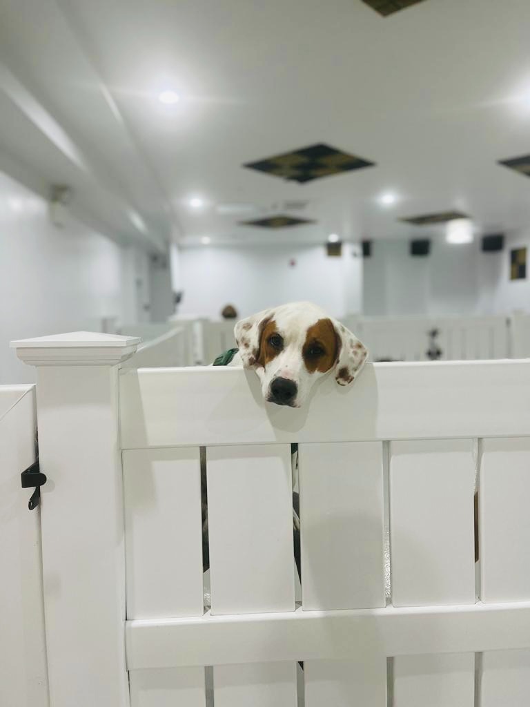 Fido Playhouse — 6f92a6a8-92a7-49d3-82dc-d1be8921e3c4-dOq7zq44Gwi2VP5z