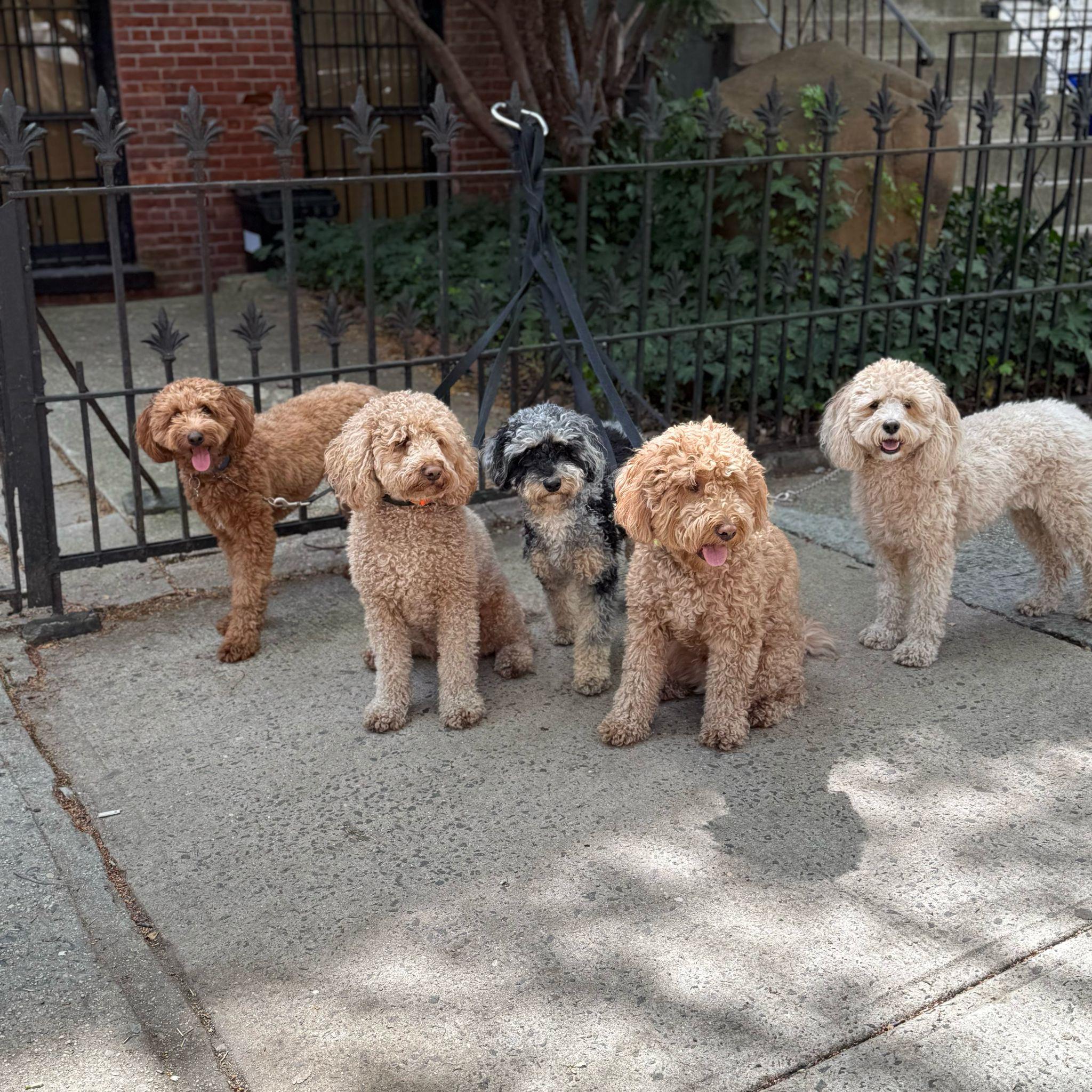 Fido Playhouse — PHOTO-2025-05-22-12-46-35