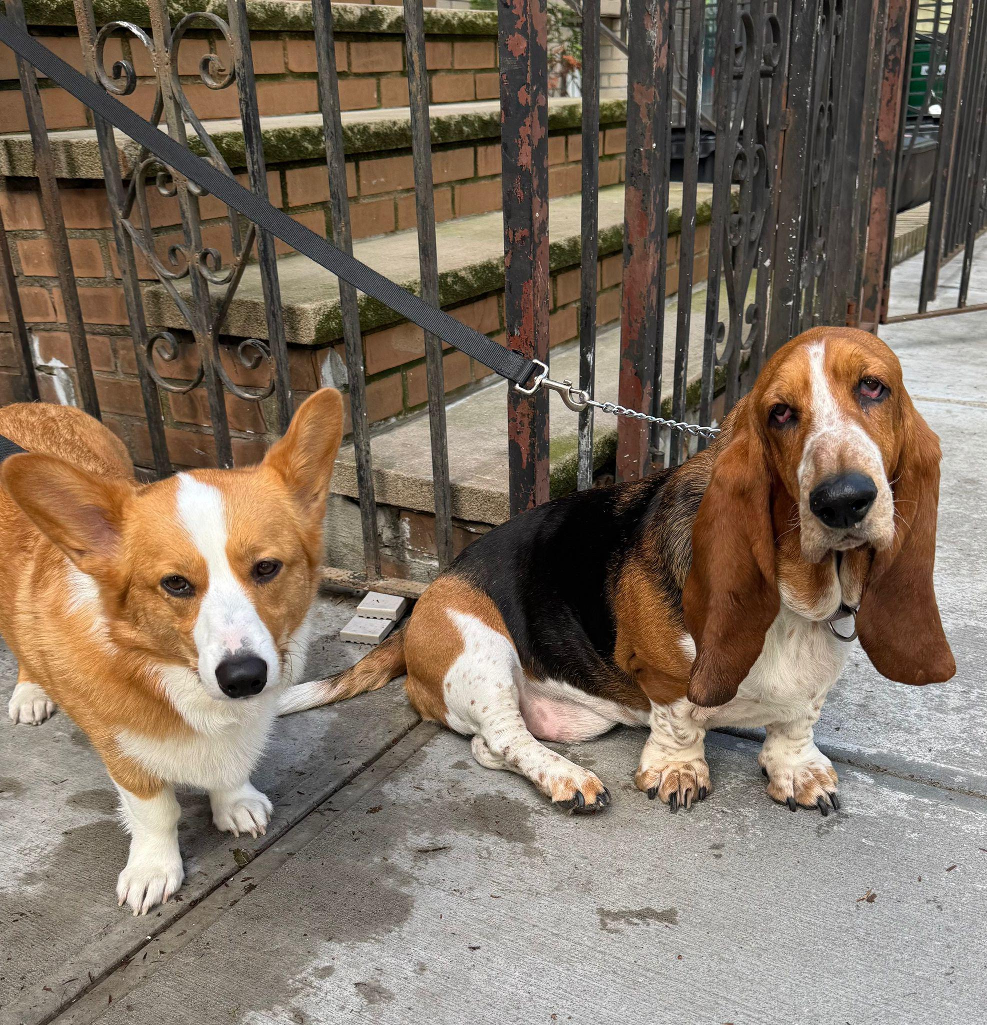 Fido Playhouse — PHOTO-2025-05-22-12-46-37