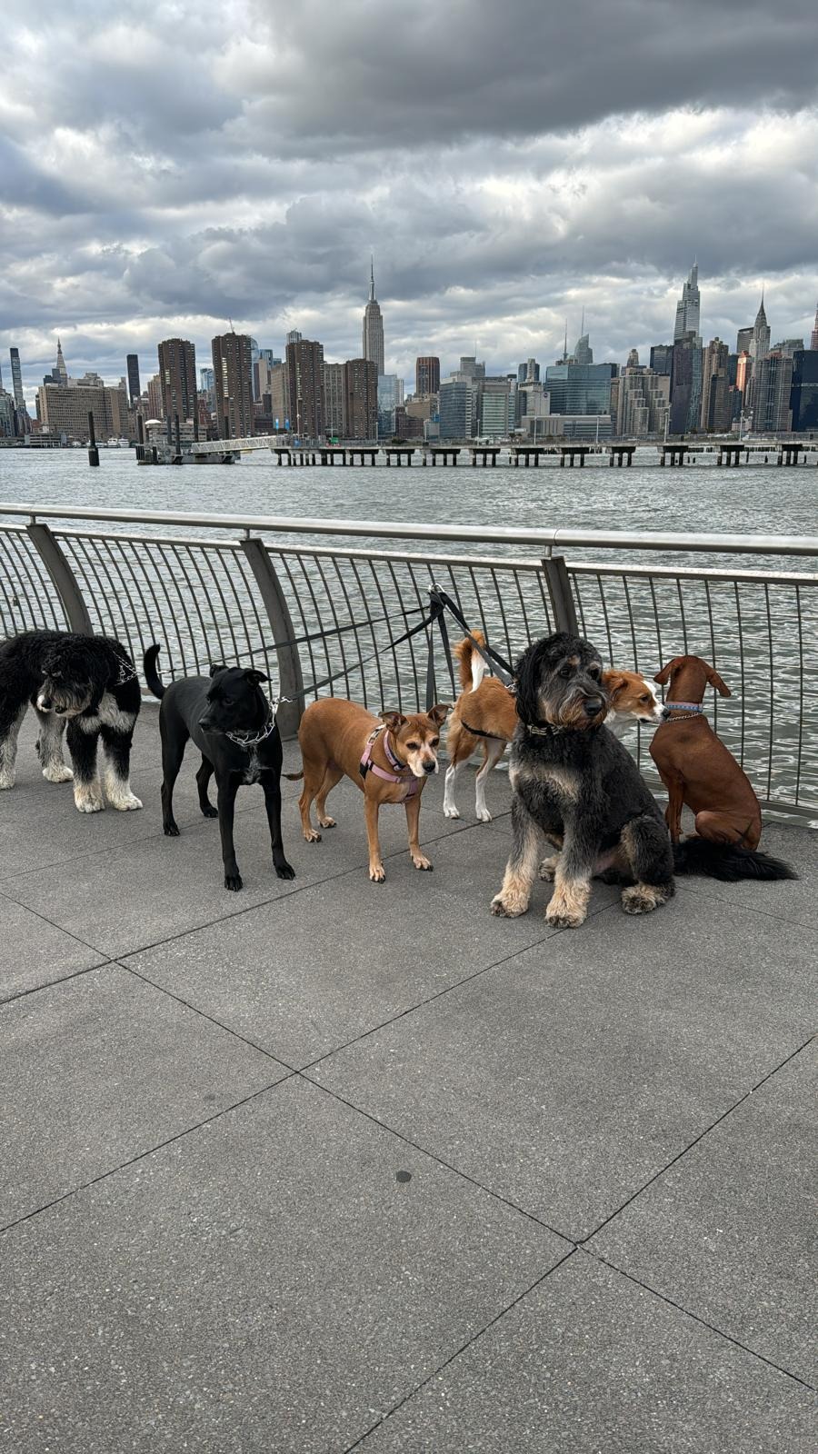 Fido Playhouse — a79692ad-494a-4f07-8093-305edd94d64d-YBgyDgva0vc8zyoE