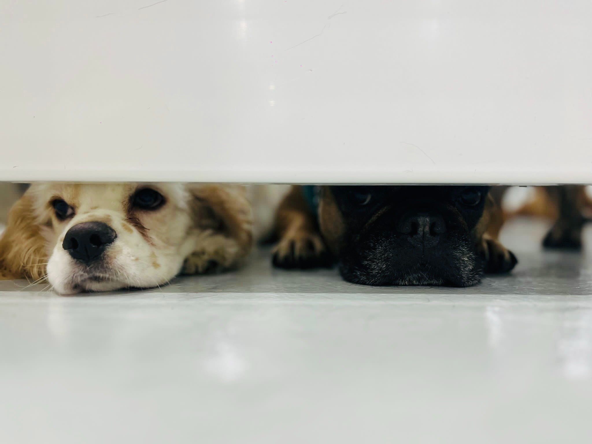 Fido Playhouse — img_7627-m5K2VKbw19uyEZeO